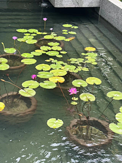 Massarotto采集到花箱 花钵 种植池