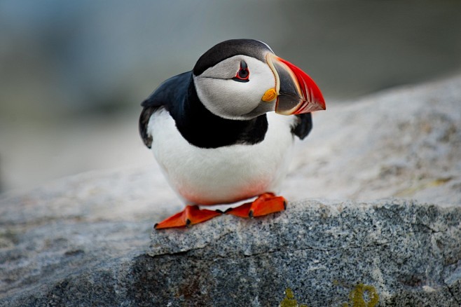 Goofy Puffin, by Ray...