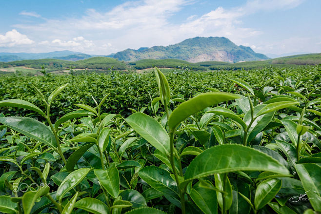 Tea Plantation by An...