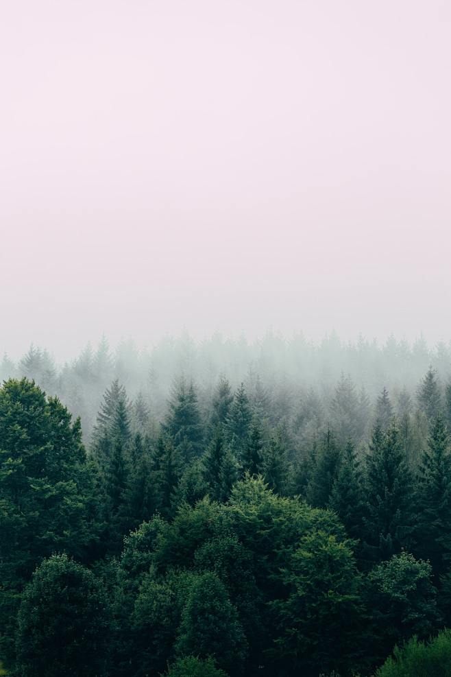 雾中的树顶覆盖了森林。