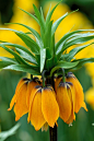 Fritillaria imperialis 'Orange Brilliant' 冠花贝母"卓越橙黄"