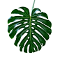 29、龟背竹1，别名：蓬莱蕉、电线草、穿孔喜林芋、团龙竹。株高：藤本，茎长可达10m以上。叶色：深绿。