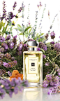 琥珀与薰衣草香水 | Jo Malone China E-commerce Site : 经典男士香氛，醇和精致。法国薰衣草与苦橙叶为珍<BR>贵的琥珀香更添纯净清澈，<br>彰显温文尔雅的都会气质。