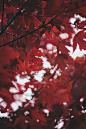 Deep Red Leaves photo by Jessica Fadel (@jessicalfadel) on Unsplash : Download this photo in Longmont, United States by Jessica Fadel (@jessicalfadel)