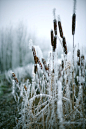 霜frost