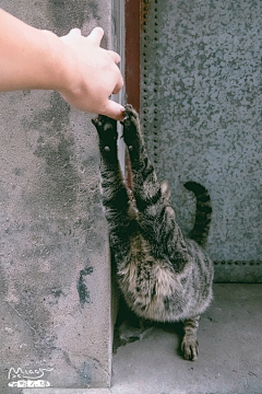 我是一只猫-采集到猫生 • 猫先生的柔情哦๑