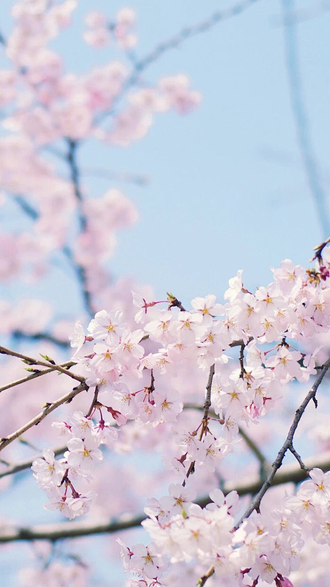 樱花季，樱花祭