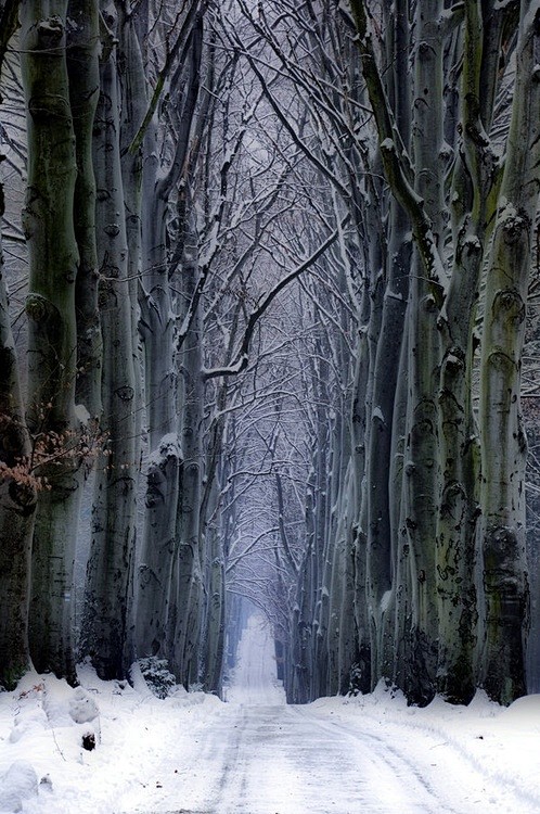 雪森林，捷克共和国