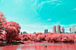 INFRARED NYC : INFRARED NYC_I decided to capture with poetry a surprising collection of pictures of Central Park’s landscapes, in a series named Infrared NYC. Using a infrared filter which reverses the real colors to transform them into red, pink, my aim