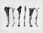 马的解剖学结构 （Horse anatomy by Herman Dittrich） - 长微博