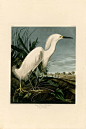 AD-242 _Snowy_Heron_or_White_Egret