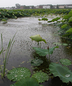 风向东吹吧采集到自然素材