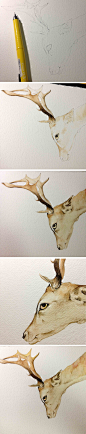 水彩教程-画个鹿,最绘画