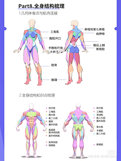 终点站24采集到人体结构