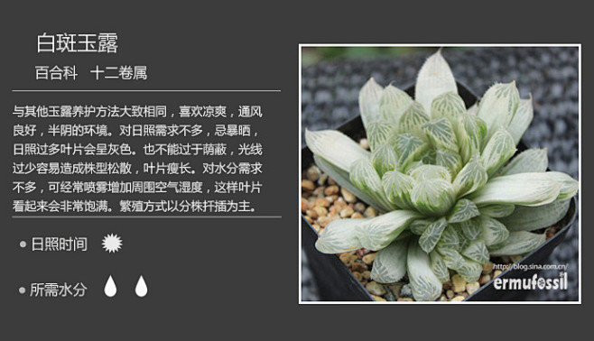 【100种常见多肉植物图鉴】 