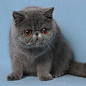 %TOM名猫馆%自家繁殖，异国短毛猫 加菲蓝猫 全蓝灰色 眼鼻一线