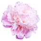 141201_YS_WP2_Flower2_CMYK.tif