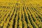 Csilla Zelko在 500px 上的照片Sunflower Field