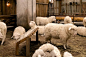 这些绵羊会凝视你与你互动，羊毛的纹理生动到极致，真实的羊叫声，不断咀嚼着青草，完全就是真实羊群。可周遭的未来工业感氛围又在提醒着你：它们是仿生羊。