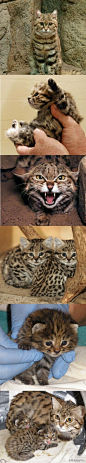 黑足猫（Black Footed Cat）平均重1.6公斤，是最细小的猫科之一。栖息于非洲南部的戈壁、半沙漠等干旱地区。体长36－52厘米，尾巴长13－20厘米，肩高25厘米。相对于身体来说，其头部很大。毛色是肉桂色至茶色或近白色，有黑色的斑点，肩上有黑色斑纹，脚及尾巴有黑环