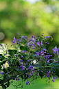 雁草（かりがねそう）
　雁金草と表記することも。

Caryopteris divaricata