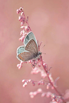 Miyaluoluo采集到花 木 森