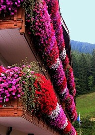 Flower balconies in ...