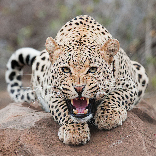 Leopard