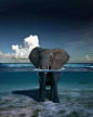 Did you know that Elephants love to swim....: )大象与海