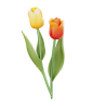 三维鲜花郁金香模型春季海报设计素材Blender源文件：