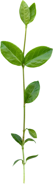 南宫夜雨采集到花瓣和叶