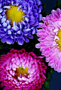 Tricolore China Aster