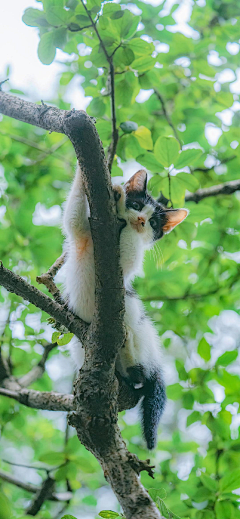 1624Km采集到猫猫喵喵喵