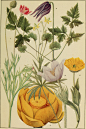 Rocky_Mountain_flowers_-_an_illustrated_guide_for_plant-lovers_and_plant-users_(1920)_(14598289058)