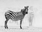 动物黑白摄影作品