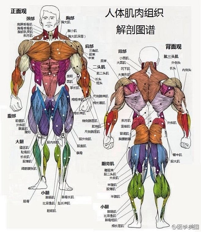 漫画手绘教程 人体肌肉组织 解剖图谱