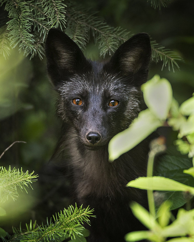 Silver Fox Pup | by ...