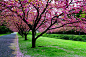 Lovely cherry blossoms in spring.. #ridecolorfully: 