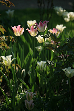 sharon青葙采集到郁金香tulips