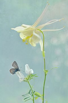 东走西顾的小白采集到大自然の花草