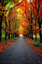 秋季树木公园五颜六色的树叶，红色，黄色和绿色。