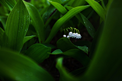 猪猪Girl采集到花卉 /  植物  /  绿叶