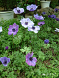 欧洲银莲花Anemone coronaria_花卉