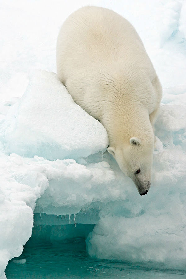 由于全球变暖北极熊找不到食物开始饥不择食...