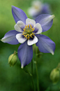 耧斗菜Aquilegia viridiflora Pall.别名猫爪花， 在6、7月间开紫花，花药黄色，供药用。 毛茛科耧斗菜属植物小花耧斗菜， 以全草入药。夏季采收，洗净切碎，熬煎至浓缩成膏用。 功能主治：调经止血。用于月经不调，经期腹痛，功能性子宫出血，产后流血过多...