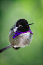 h4ilstorm: Hummingbird (by William T Hornaday) | Beautiful Birds