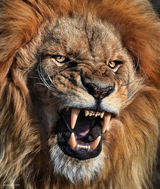 主题摄影 自然狮子王 野生动物 自然摄影...