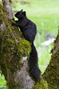 **Black squirrel