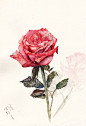 【水彩伪教程】最近的玫瑰作业，附带粗糙过程图（多图）-angela436_水彩，玫瑰，花卉_涂鸦王国插画