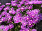 松葉菊 <wbr> <wbr>Lampranthus <wbr>spectabilis